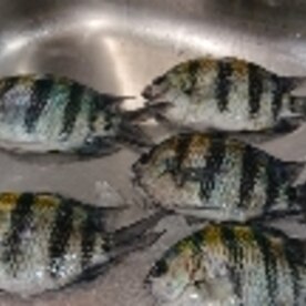 釣り魚料理 オヤビッチャの塩焼き レシピ 作り方 By 釣りシン 楽天レシピ 釣り魚料理 オヤビッチャの塩焼き レシピ 作り方 By 釣りシン 楽天レシピ